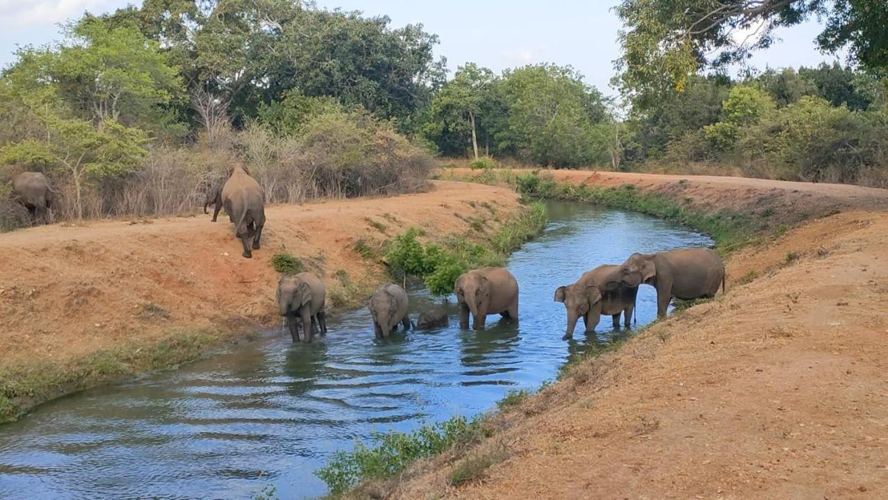 Hotel Udawalawa Safari House Udawalawe Zewnętrze zdjęcie